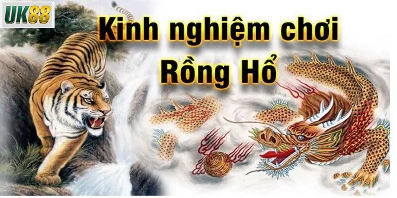 Kinh nghiệm chơi rồng hổ cho người mới
